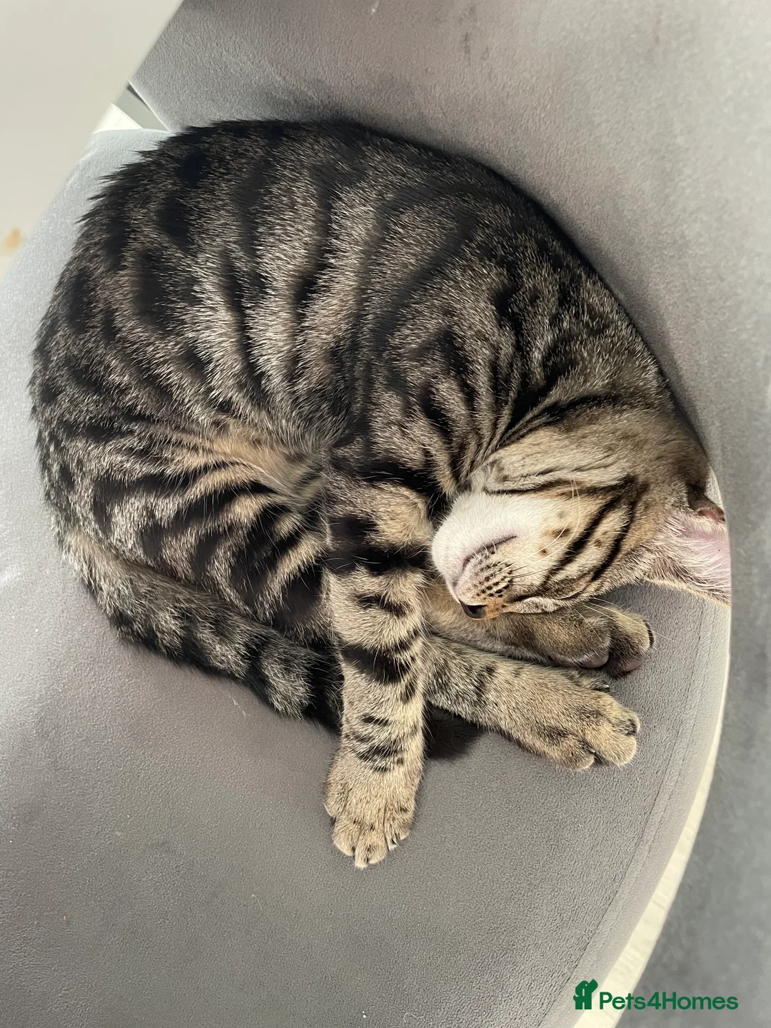 Mixed Breed cats for sale: 2 x male cats - Advert 12