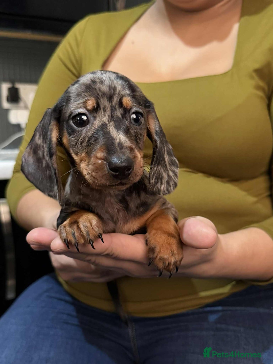 Dachshund dogs for sale: Miniature Dachshund Puppies - Advert 21