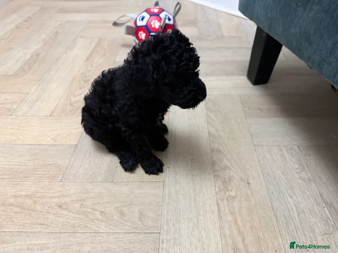 Cockapoo dogs for sale: F1b Cockapoo puppies 1 girl remaining - Advert 1