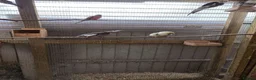 Cockatiels birds for sale: Avairy sale..mixed breeds in Winsford - Advert 7