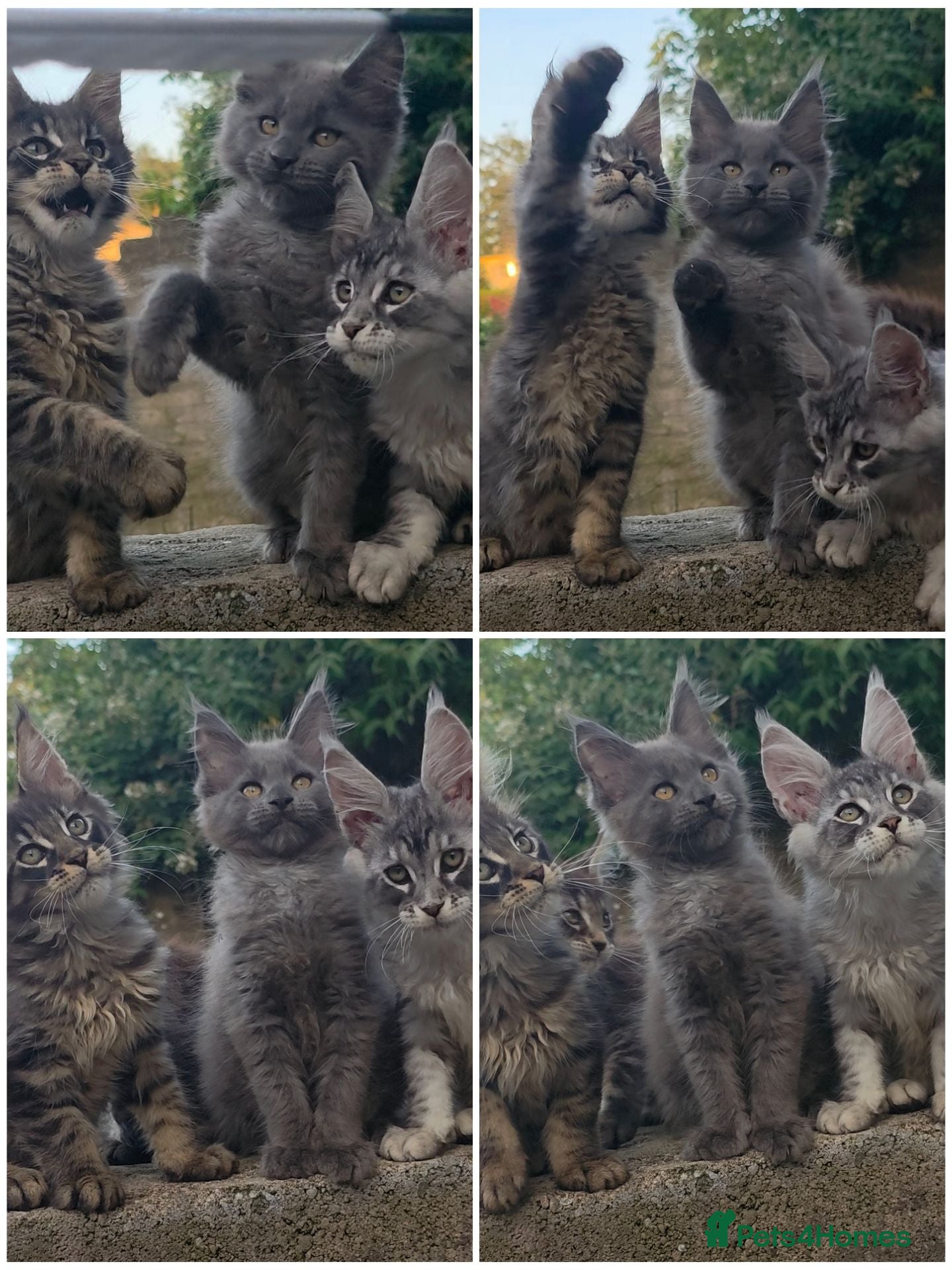 Maine Coon cats ✅✅❤️Show Quality Registered Maine Coon Kittens❤️✅✅ - Advert 3