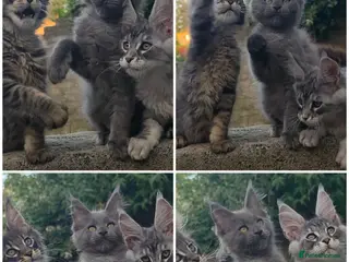 Maine Coon cats ✅✅❤️Show Quality Registered Maine Coon Kittens❤️✅✅ - Advert 3