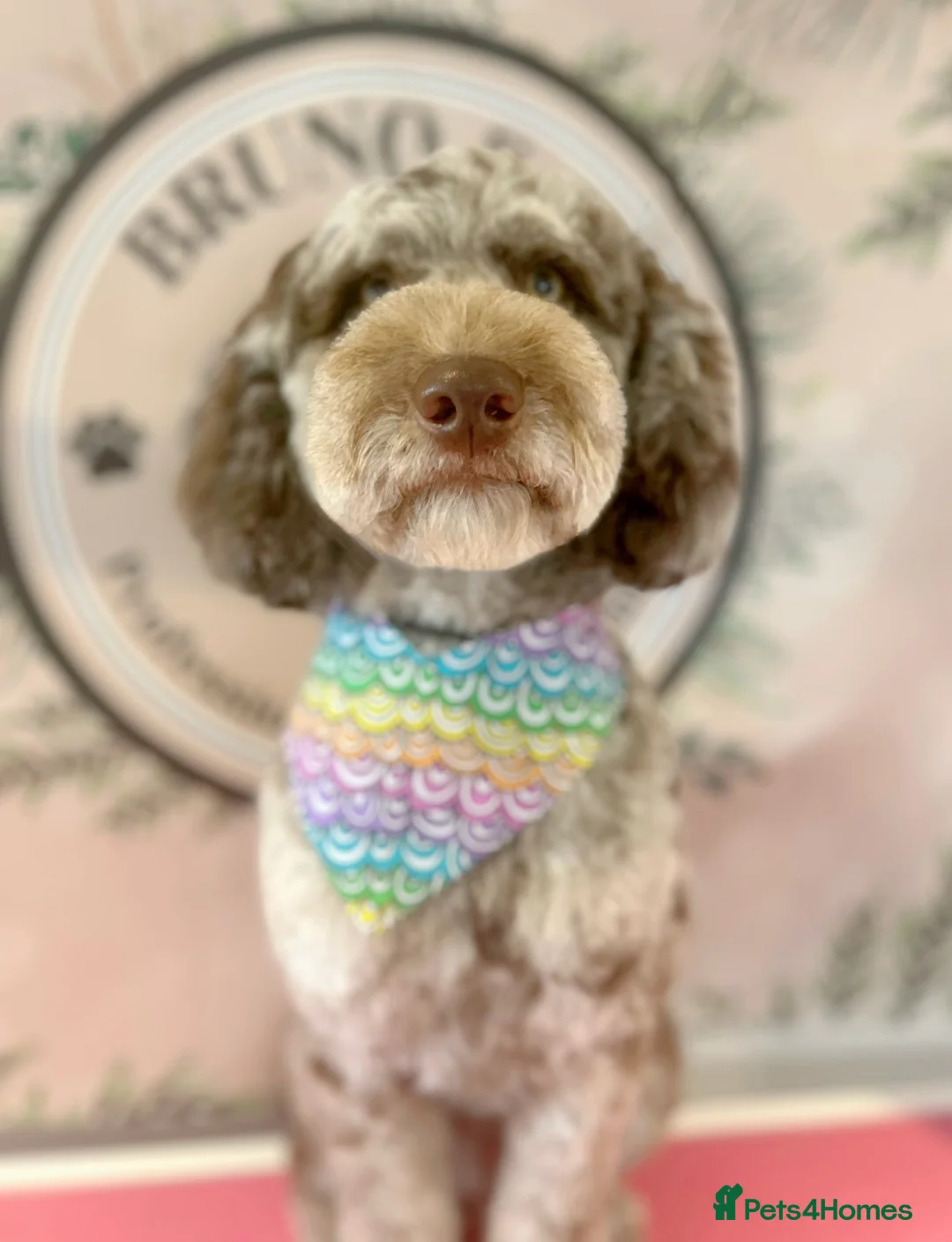 Labradoodle dogs for stud: Gorgeous blue Merle labradoodle stud in Swadlincote - Advert 33