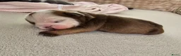 English Bulldog dogs for sale: British bulldog pups in Ammanford - Advert 18