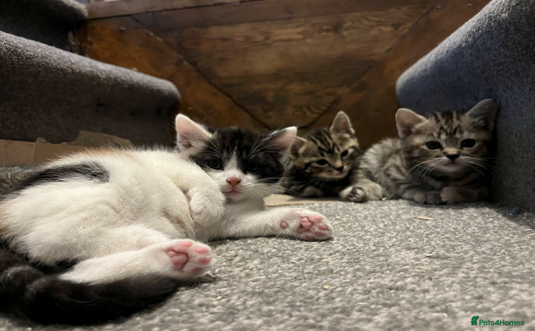 Domestic Shorthair cats - Advert 9