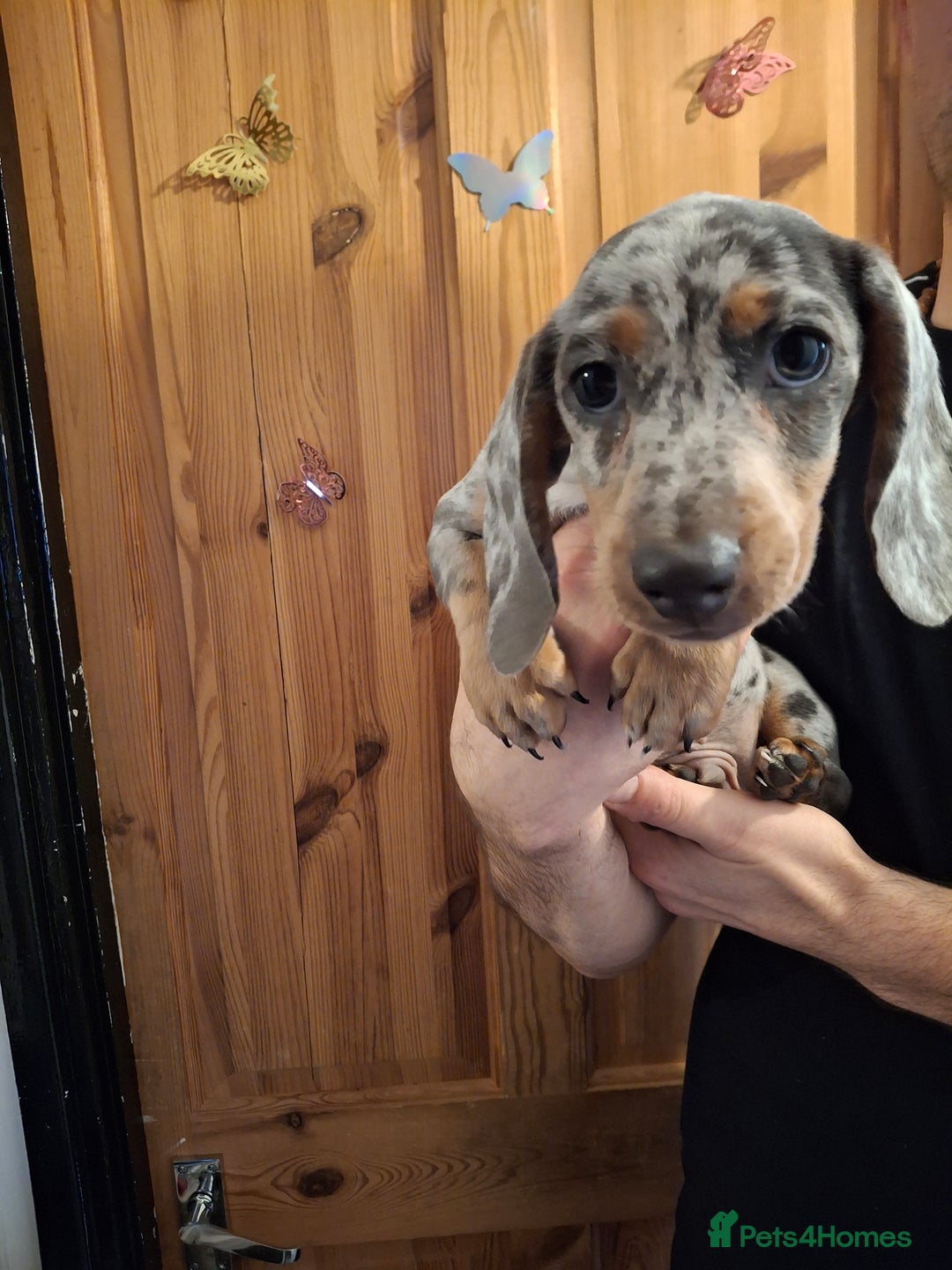 Dachshund dogs for sale: Beautiful Dachshund Puppies looking for a Home - Advert 10