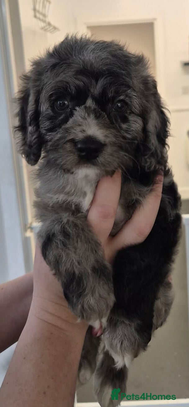 Cockapoo dogs F1 Merle cockapoo (READY NOW) - Advert 1