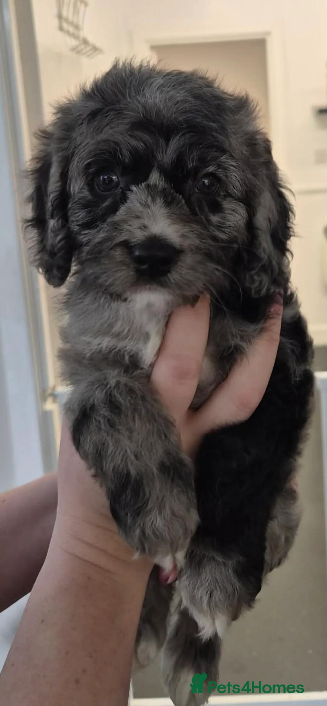 Cockapoo dogs for sale: F1 Merle cockapoo (READY NOW) - Advert 1