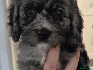 Cockapoo dogs F1 Merle cockapoo (READY NOW) - Advert 1