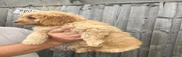 Cockapoo dogs for sale: Beautiful cockapoos ready now - Advert 10