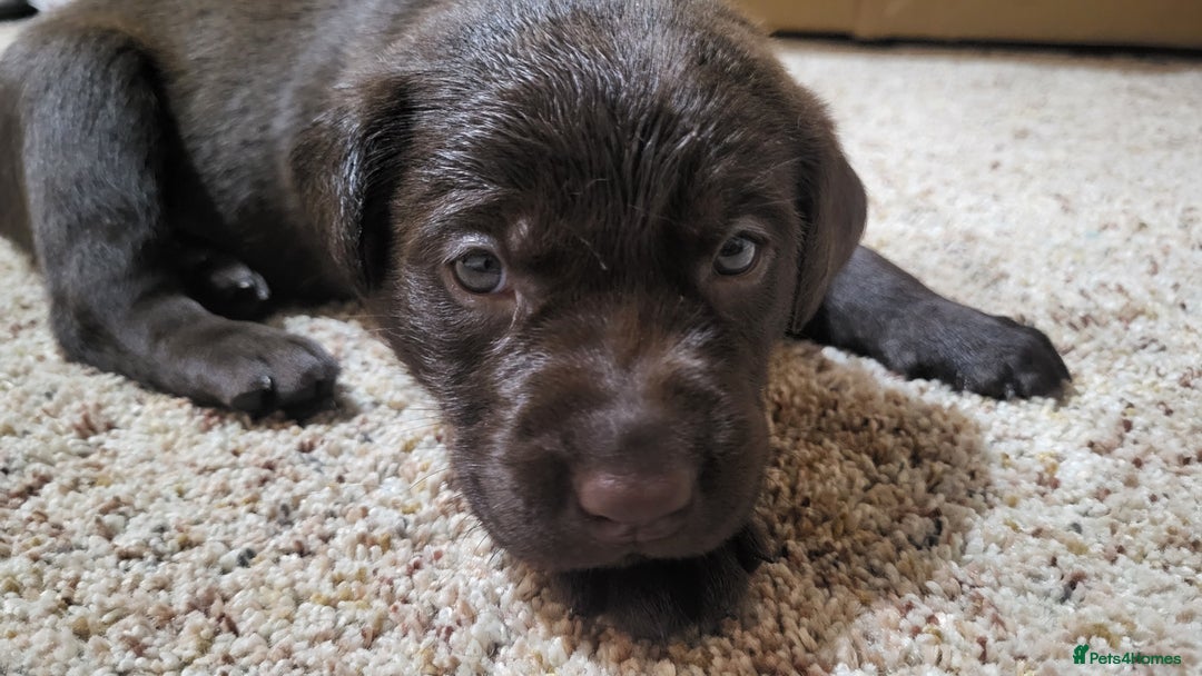 Labrador Retriever dogs for sale: Pedigree Labrador puppies - strong and healthy  - Advert 1