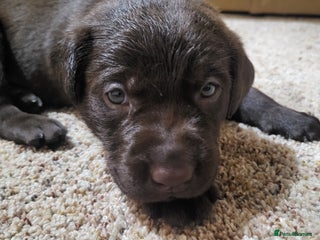 Labrador Retriever dogs - Advert 33