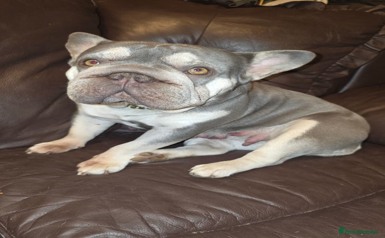 French Bulldog dogs - Advert 12