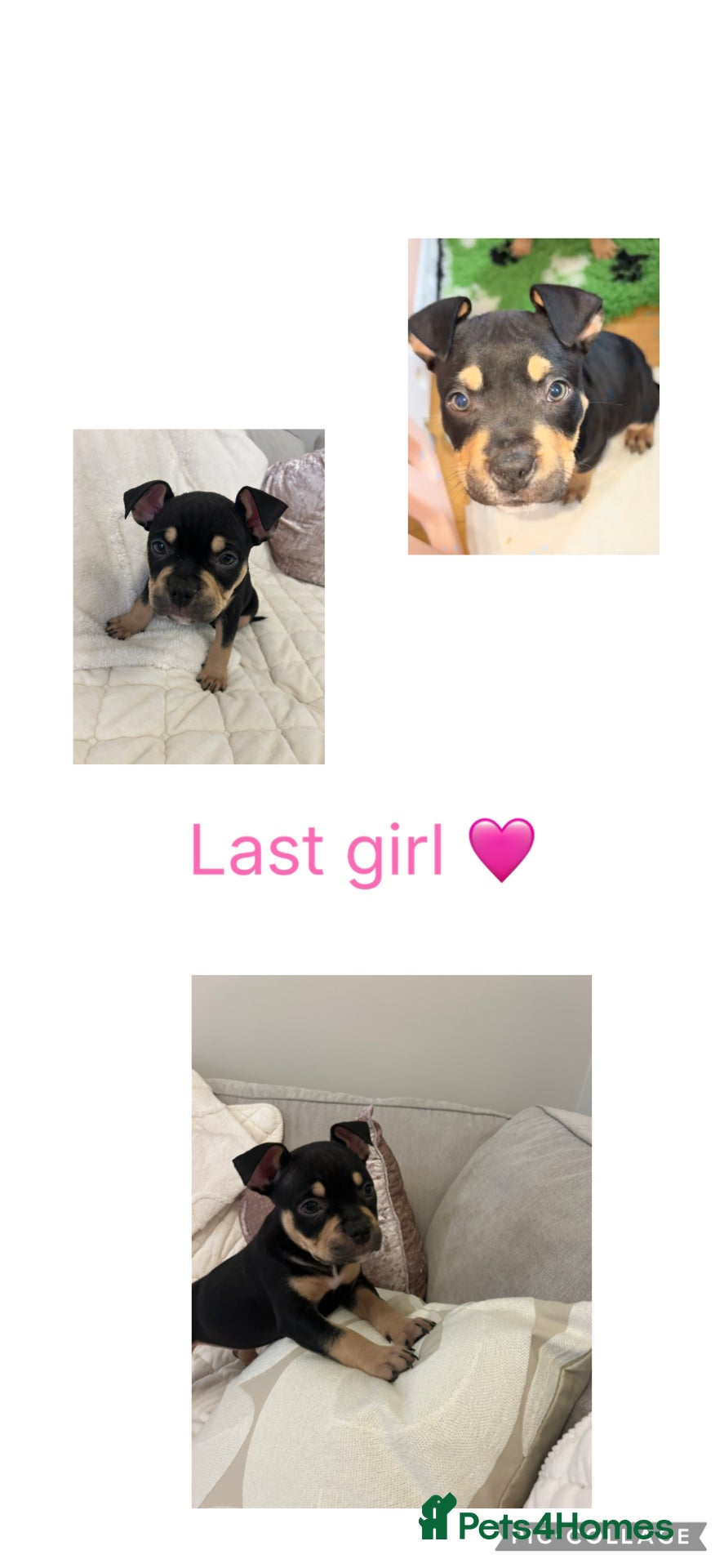 American Bully dogs REDUCE READY TO GO ABKC Registered pocket bully  - Advert 5