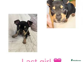 American Bully dogs REDUCE READY TO GO ABKC Registered pocket bully - Advert 20