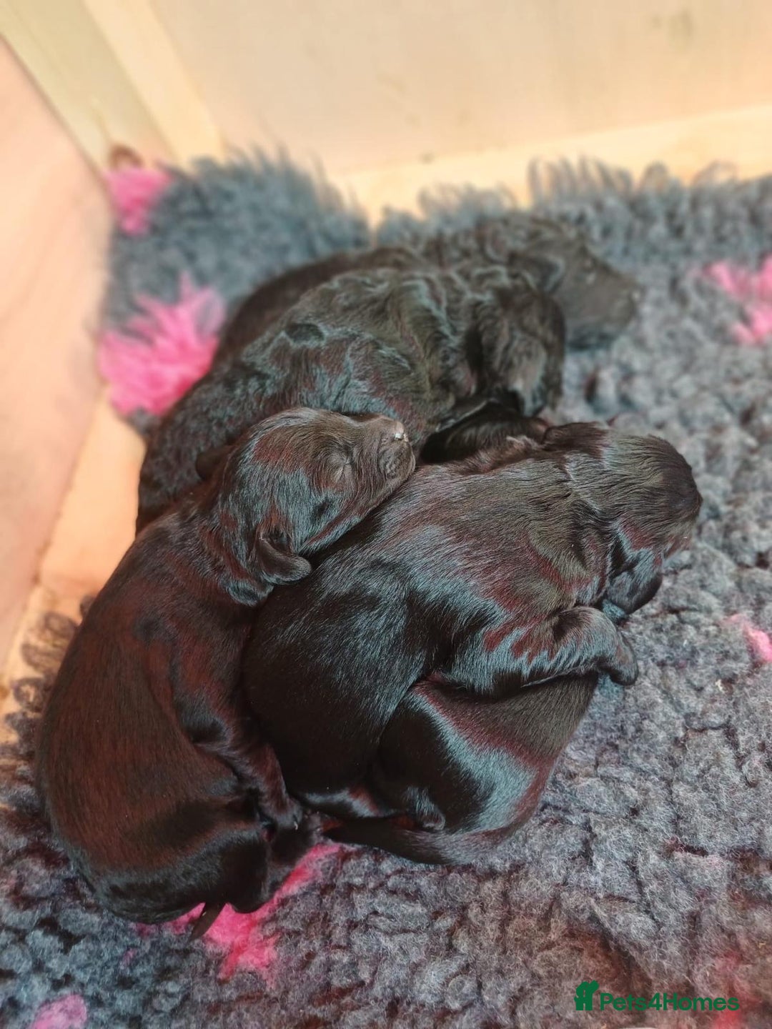 Cockapoo dogs for sale: ✨ F2 Cockapoo Puppies – Ready mid Nov ✨ - Image 8