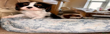 Cavalier King Charles Spaniel Puppy 3