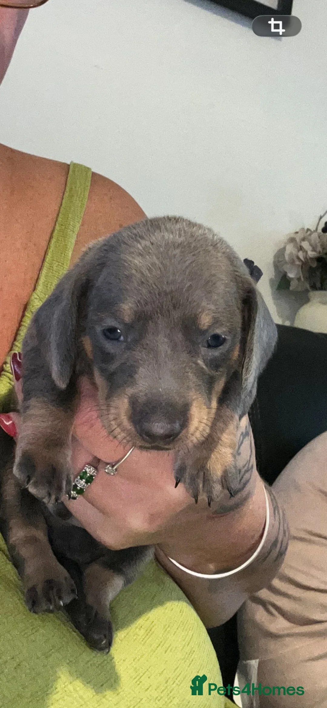 Dachshund dogs for sale: Dachshund  - Advert 2