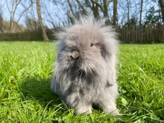 Mini Lion Lop rabbits Single main lion lops - Advert 7