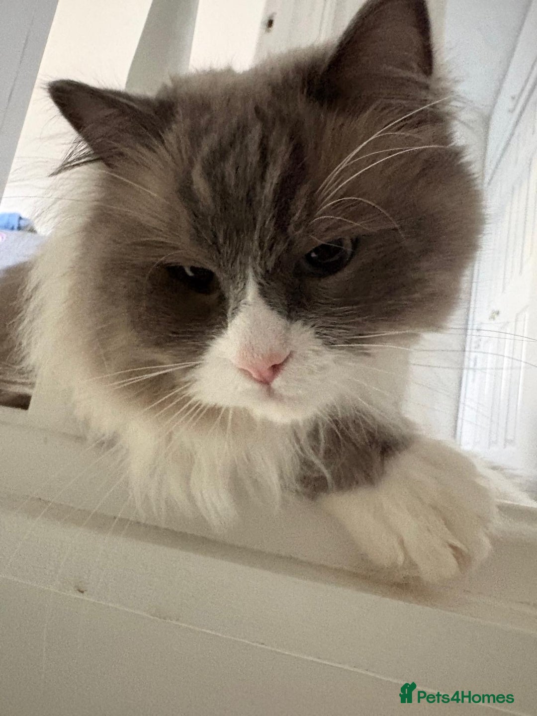 Ragdoll cats for sale: 💙 Stunning 2-Year-Old GCCF Registered Ragdoll Boy - Advert 12