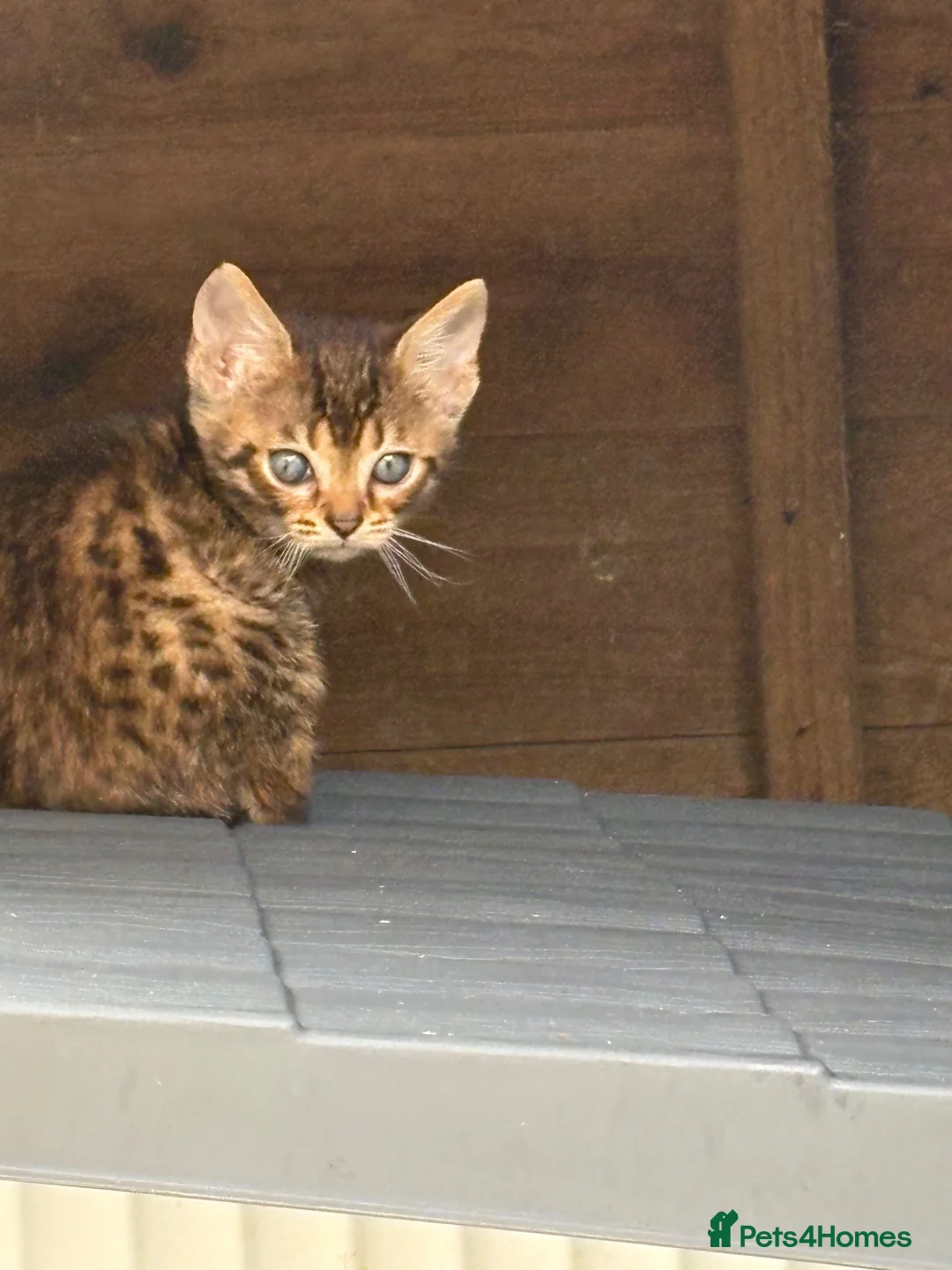 Bengal cats for sale: Bengal kittens pedigreed and Registered - Advert 2