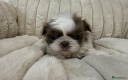 Shih Tzu dogs for sale: Exquisite Imperial Shih Tzu Puppies  - Image 11
