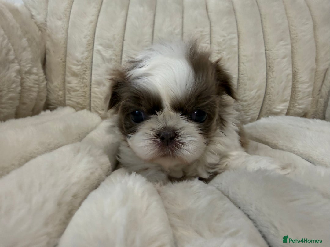 Shih Tzu dogs for sale: Exquisite Imperial Shih Tzu Puppies  - Image 11