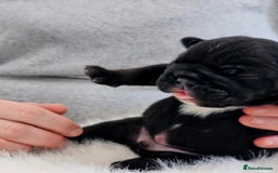 English Bulldog dogs for sale: KC Reg Champion Bloodlines 1 Girl Left £ 2800 - Image 20