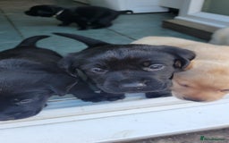 Labrador Retriever dogs for sale: Family bred Labrador puppies - Image 1