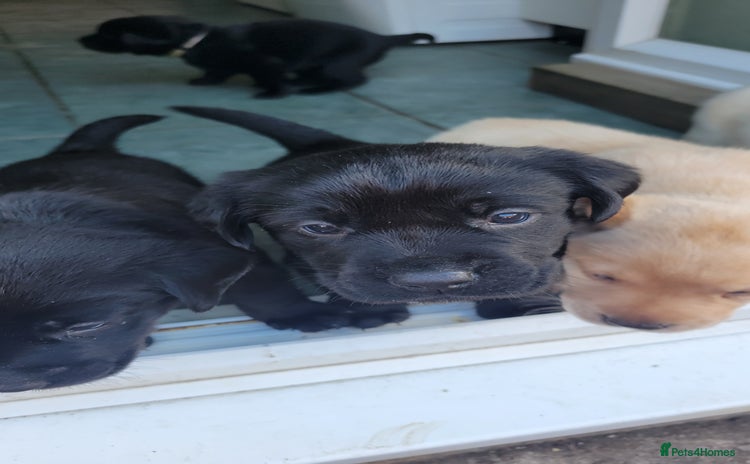 Labrador Retriever dogs - Advert 1