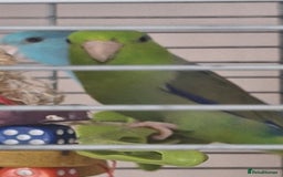 Parrots birds for sale: Pair of bonded parrotlets  - Image 3