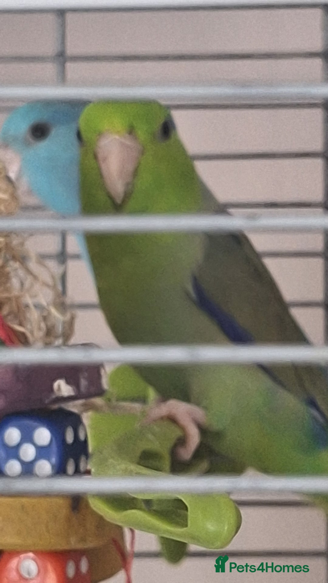 Parrots birds for sale: Pair of bonded parrotlets  - Image 3