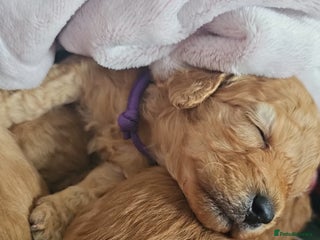 Cavapoo dogs Delightful Cavapoo puppies - Advert 2