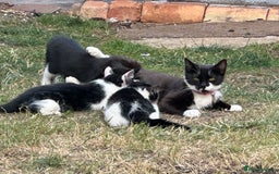 Mixed Breed cats for sale: Female black and white cat - Image 7