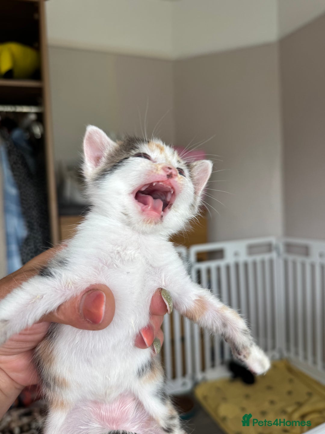 Bengal cats for sale: 4 pure bangal and 5 bengal x kittens - Image 21