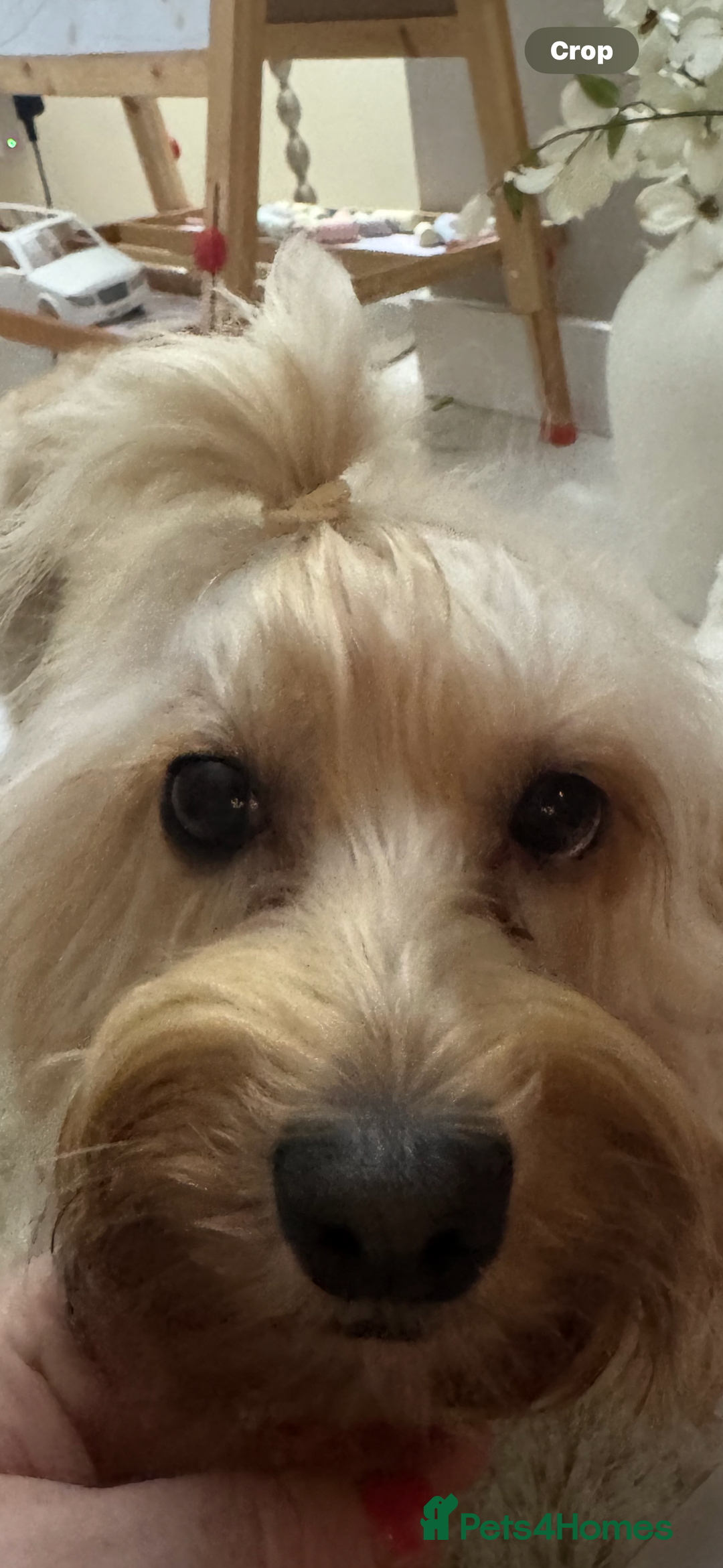 Cockapoo dogs for sale: Beautiful cockapoo puppy ready now xxx - Advert 5