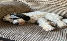 Cockapoo dogs for sale: Cockapoo pups - Image 9