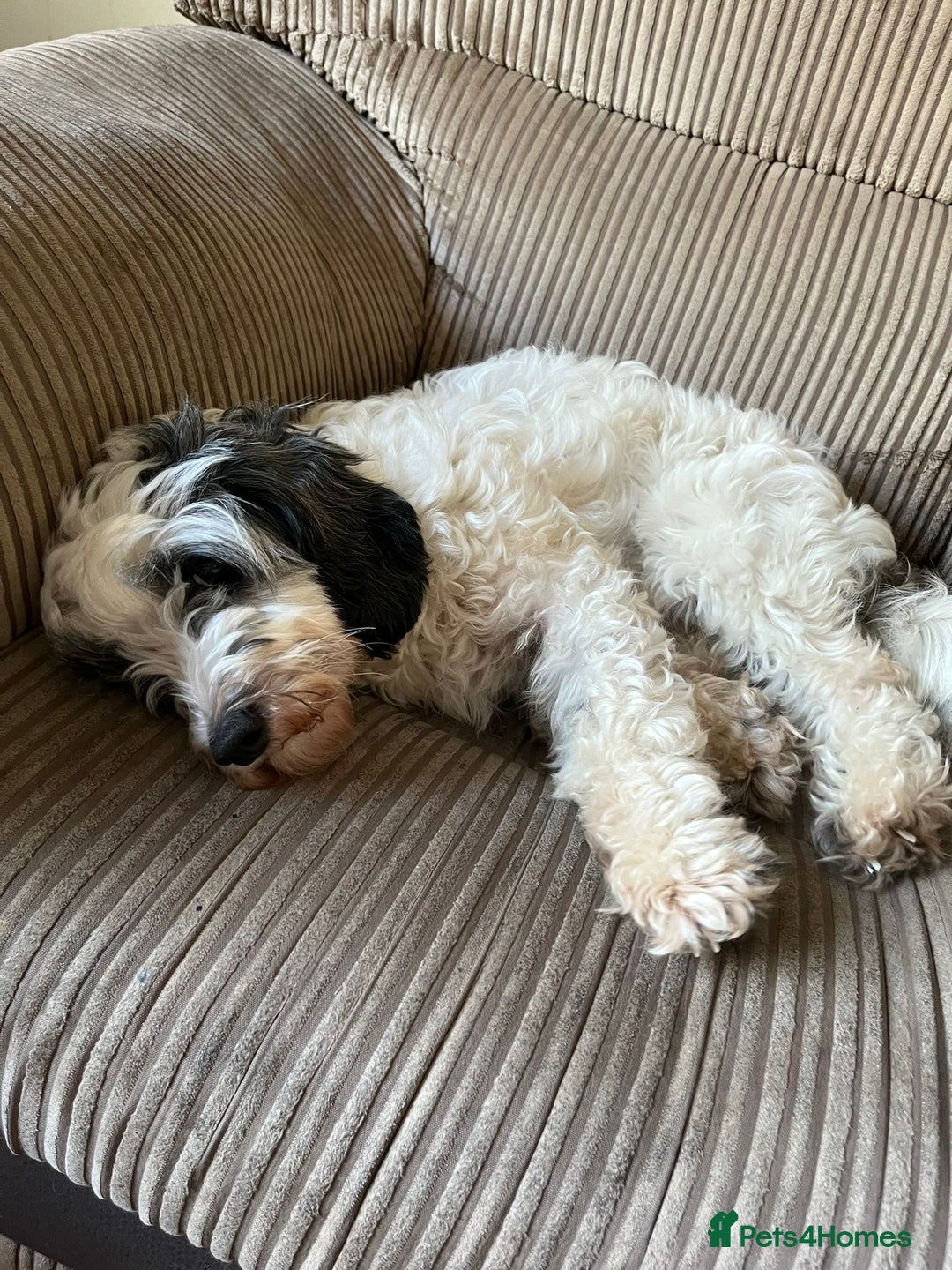 Cockapoo dogs for sale: Cockapoo pups - Image 9