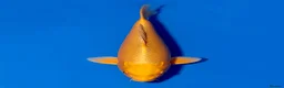 Koi Carp fish for sale: Japanese Koi - Top Quality - Advert 23