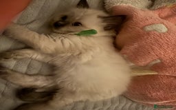 Ragdoll cats for sale: Gorgeous Ragdoll type Kitten - Image 2