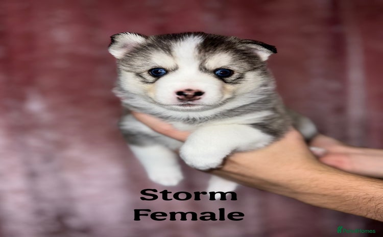 Pomsky dogs - Advert 1