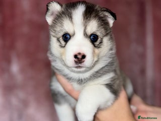 Pomsky dogs - Advert 2