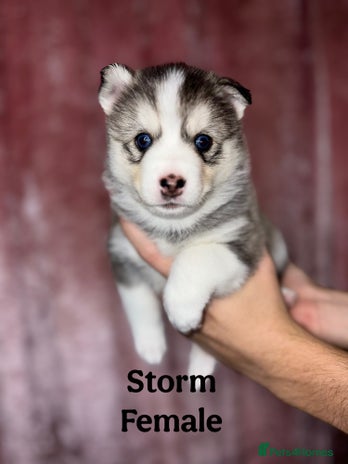 Pomsky dogs - Advert 2