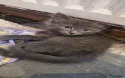 Ragdoll cats for sale: Ragdoll cross for sale - Image 2