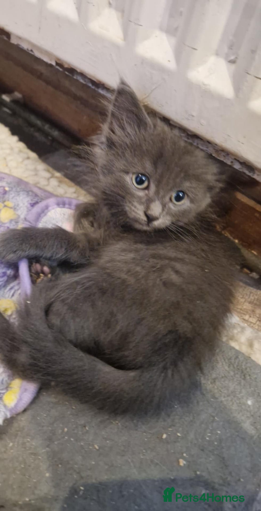 Ragdoll cats for sale: Ragdoll cross for sale - Image 2