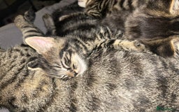 Bengal cats for sale: bengal x ragdoll kittens  - Image 5