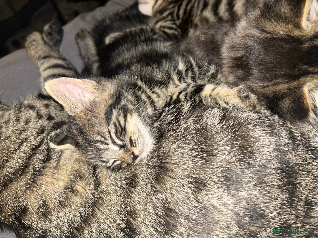 Bengal cats for sale: bengal x ragdoll kittens  - Image 5