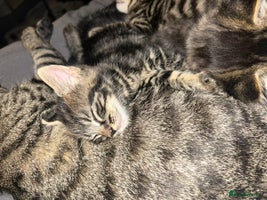 Bengal cats - Advert 3