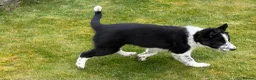 Border Collie dogs for sale: Gorgeous collie puppy - Advert 2