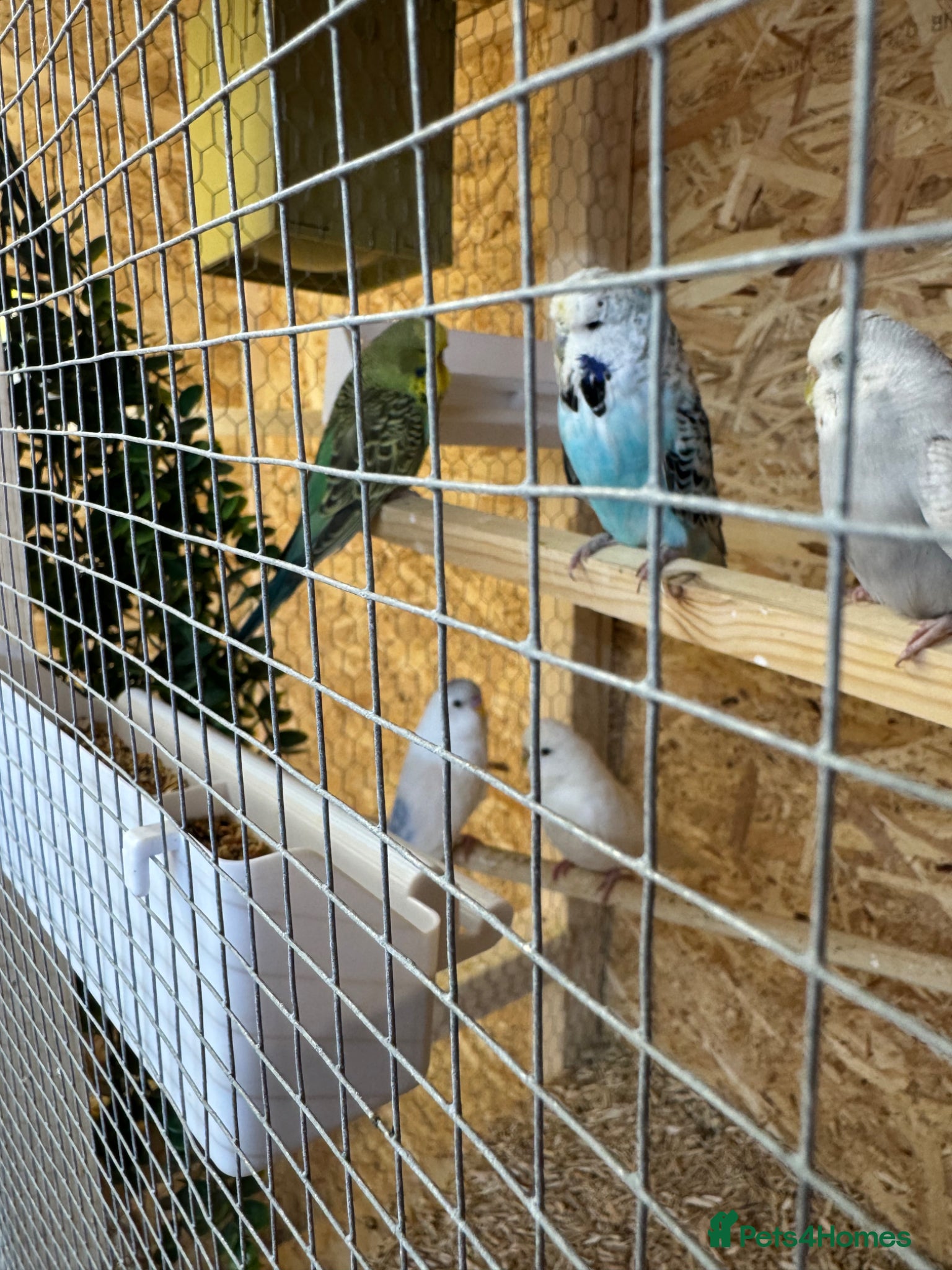 Budgerigars birds Budgies Ready To Go Now ✅  - Advert 2